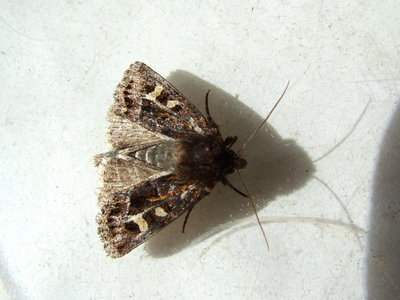 Haworth's Minor